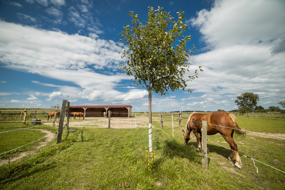 Pferdekoppel und Offenstall