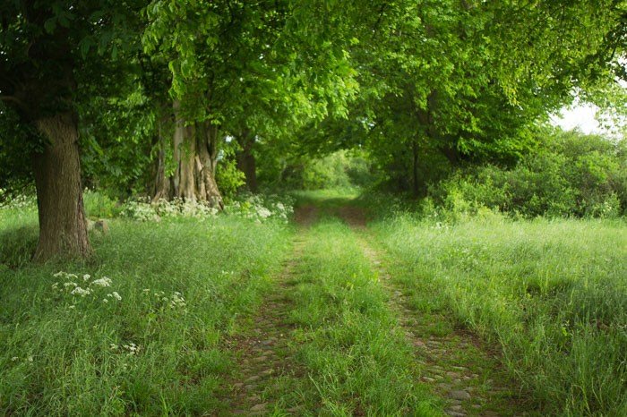 Zernikower Weißbuchenallee nach Großwoltersdorf