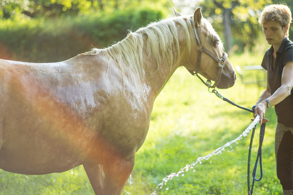 Pferde waschen