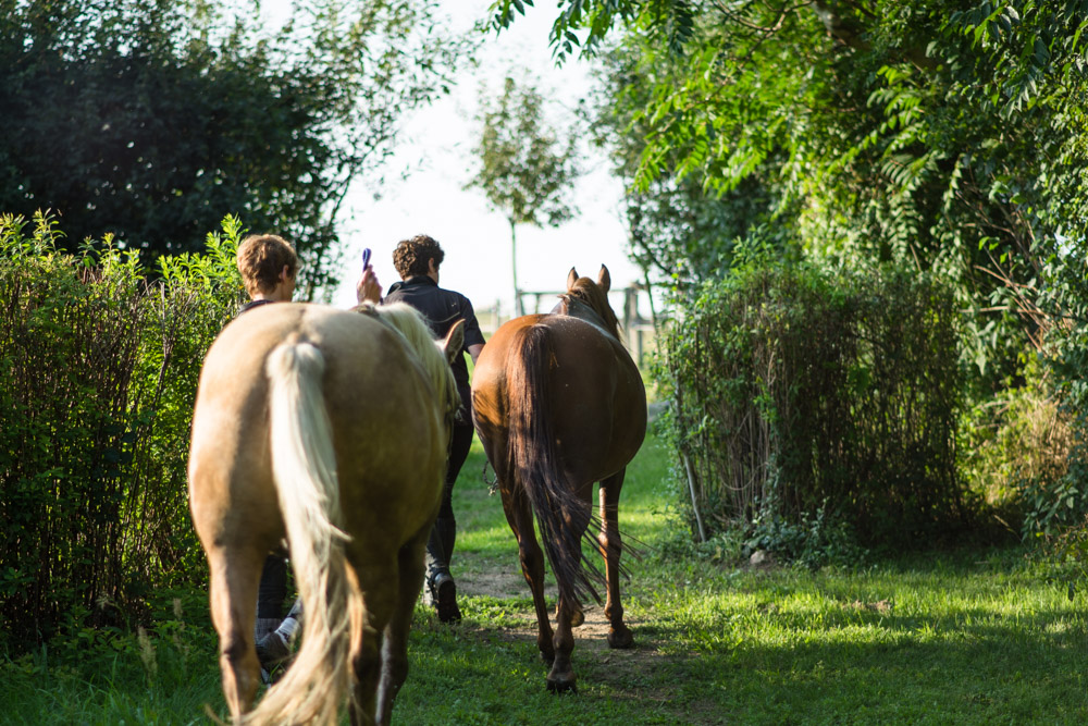Pferde auf die Koppel führen